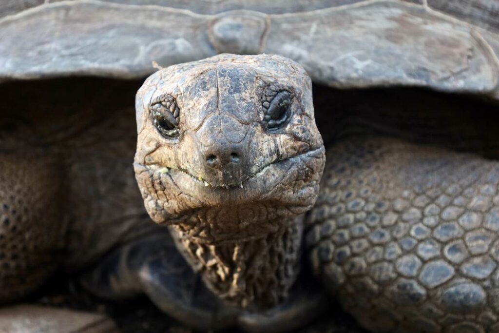 Close-up portrait of an Aldabra Giant Tortoise head and shell in Zanzibar, Tanzania
