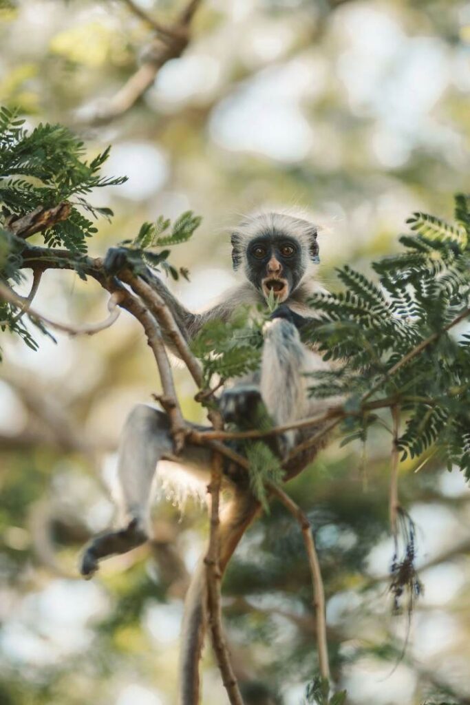 Red Colobus monkey sitting in a tree canopy feeding on leaves in Zanzibar