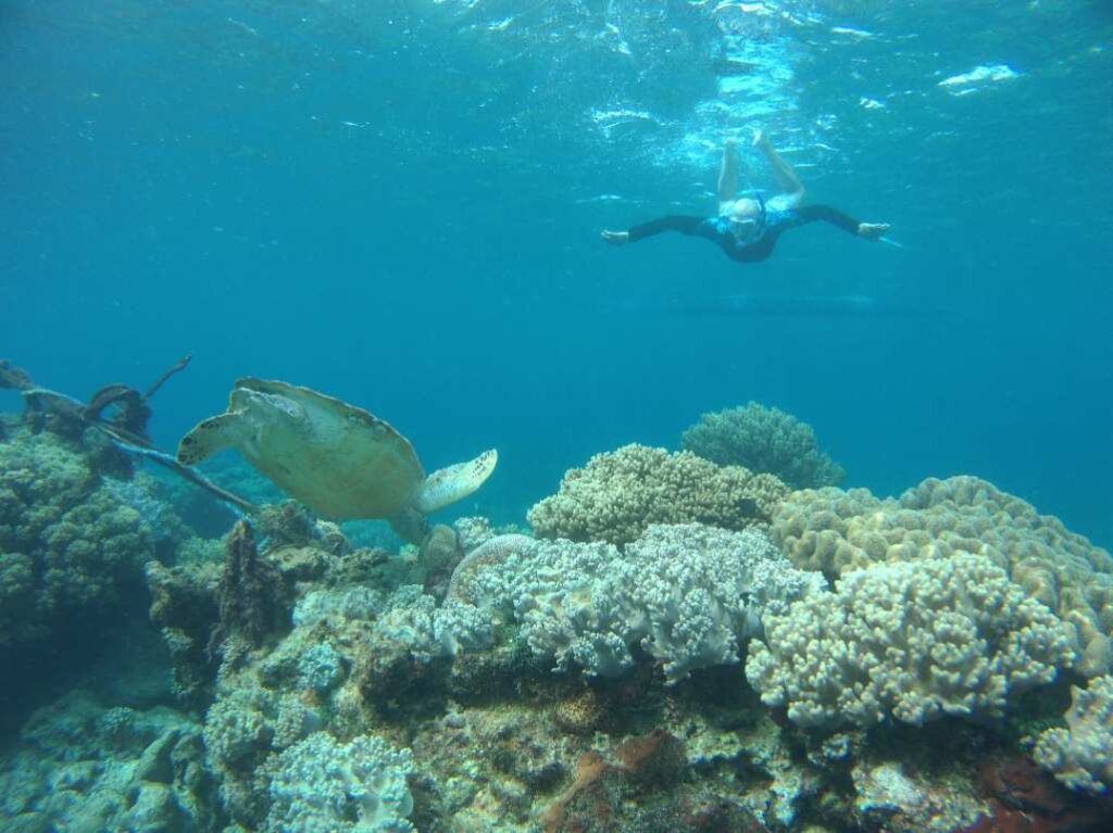 Snorkeler swimming near a sea turtle over a colorful coral reef in clear blue sea