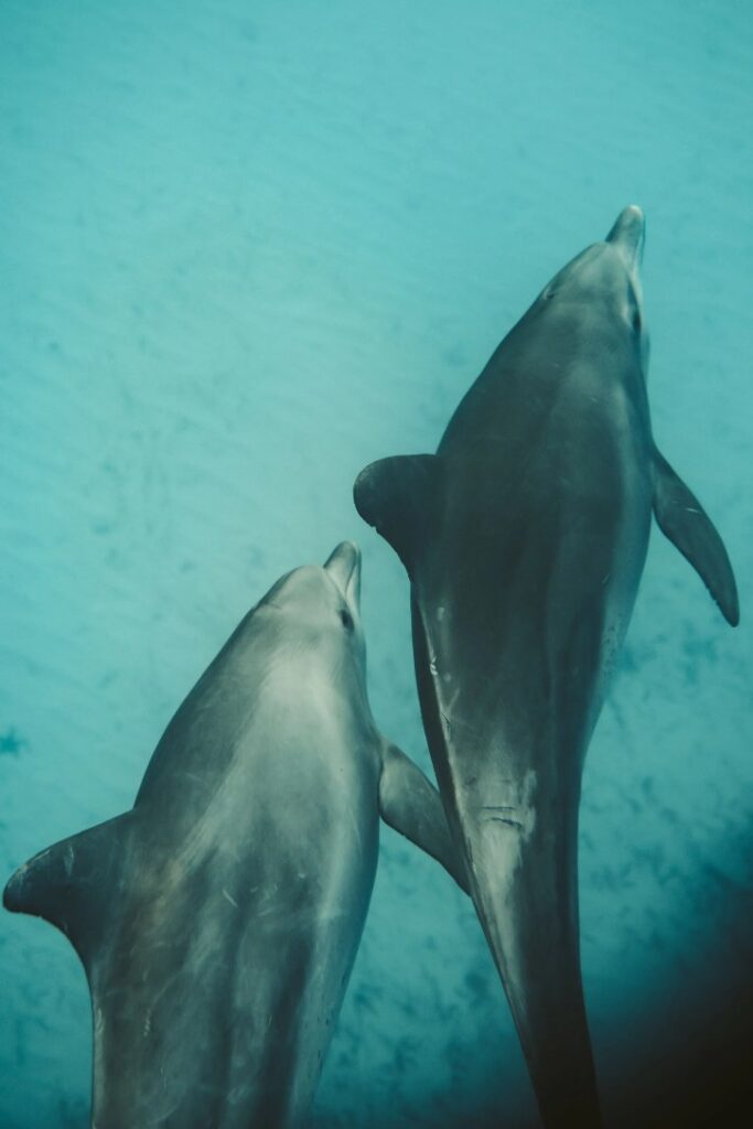 Two dolphins swimming together underwater in clear turquoise ocean water in Zanzibar