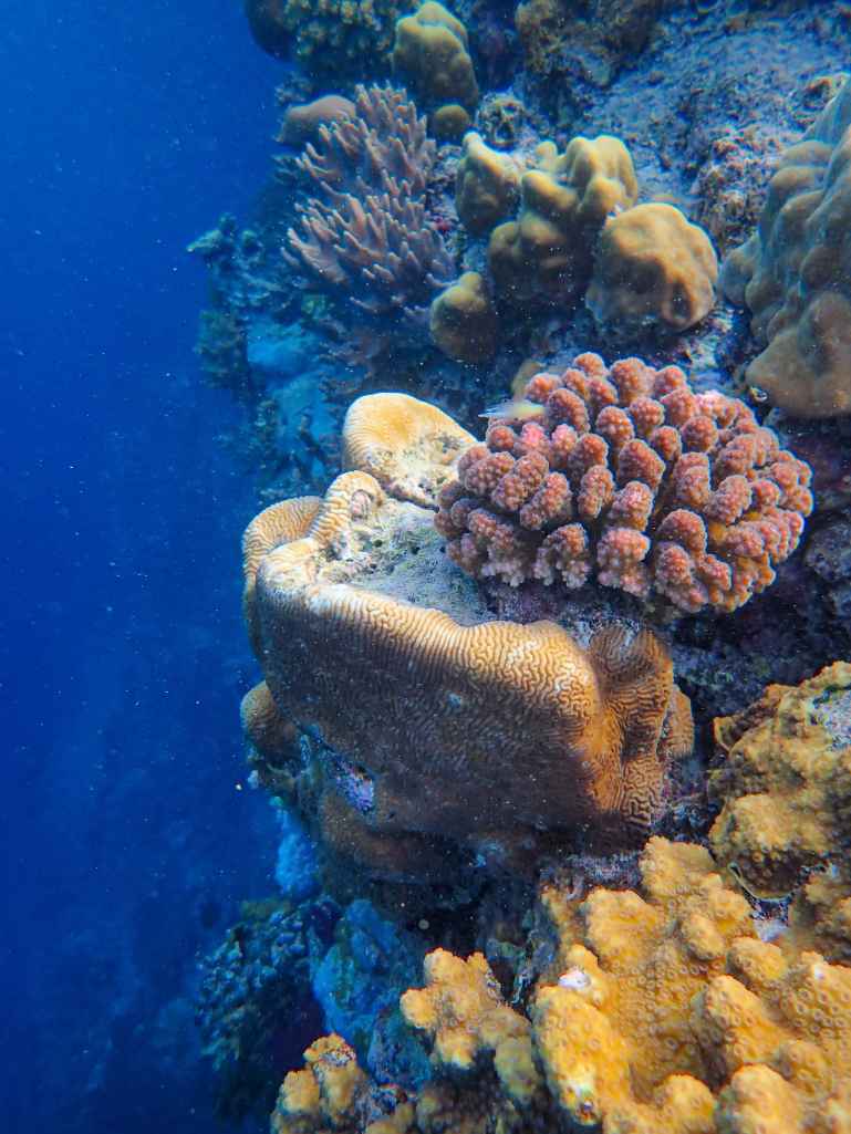 Vibrant coral formations growing along an underwater reef wall in deep blue tropical waters